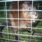 MI Live Muskrat trapping and removal services